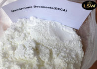 CAS 360-70-3 White Legal Nandrolone Steroid , Nandrolone Decanoate Powder For Bulding Muscle